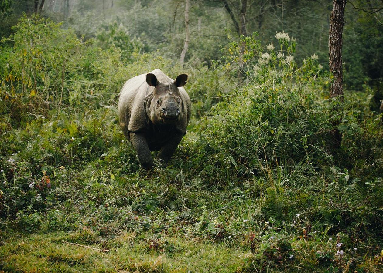 Sanctuary Chitwan National Park Ξενοδοχείο Εξωτερικό φωτογραφία