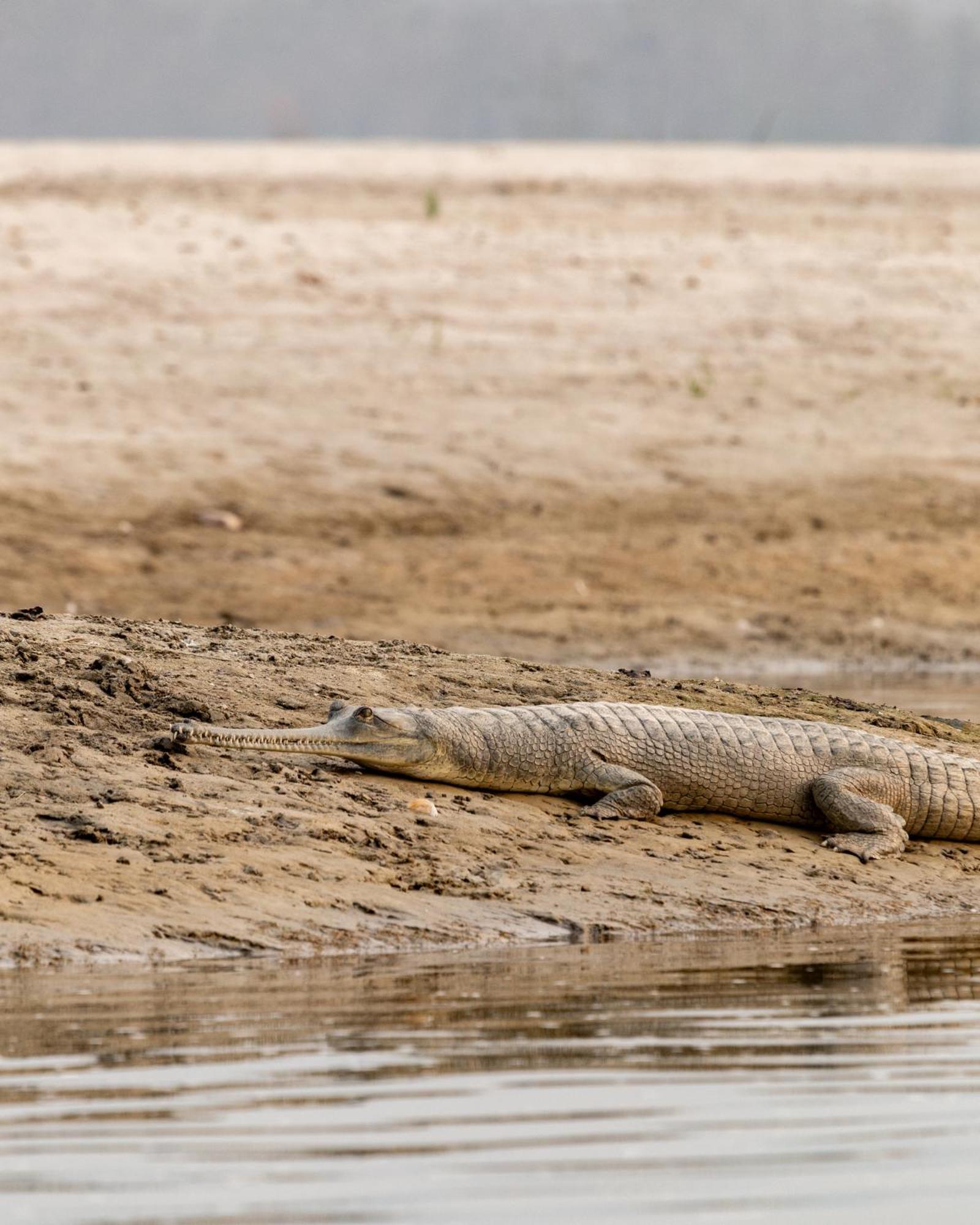 Sanctuary Chitwan National Park Εξωτερικό φωτογραφία