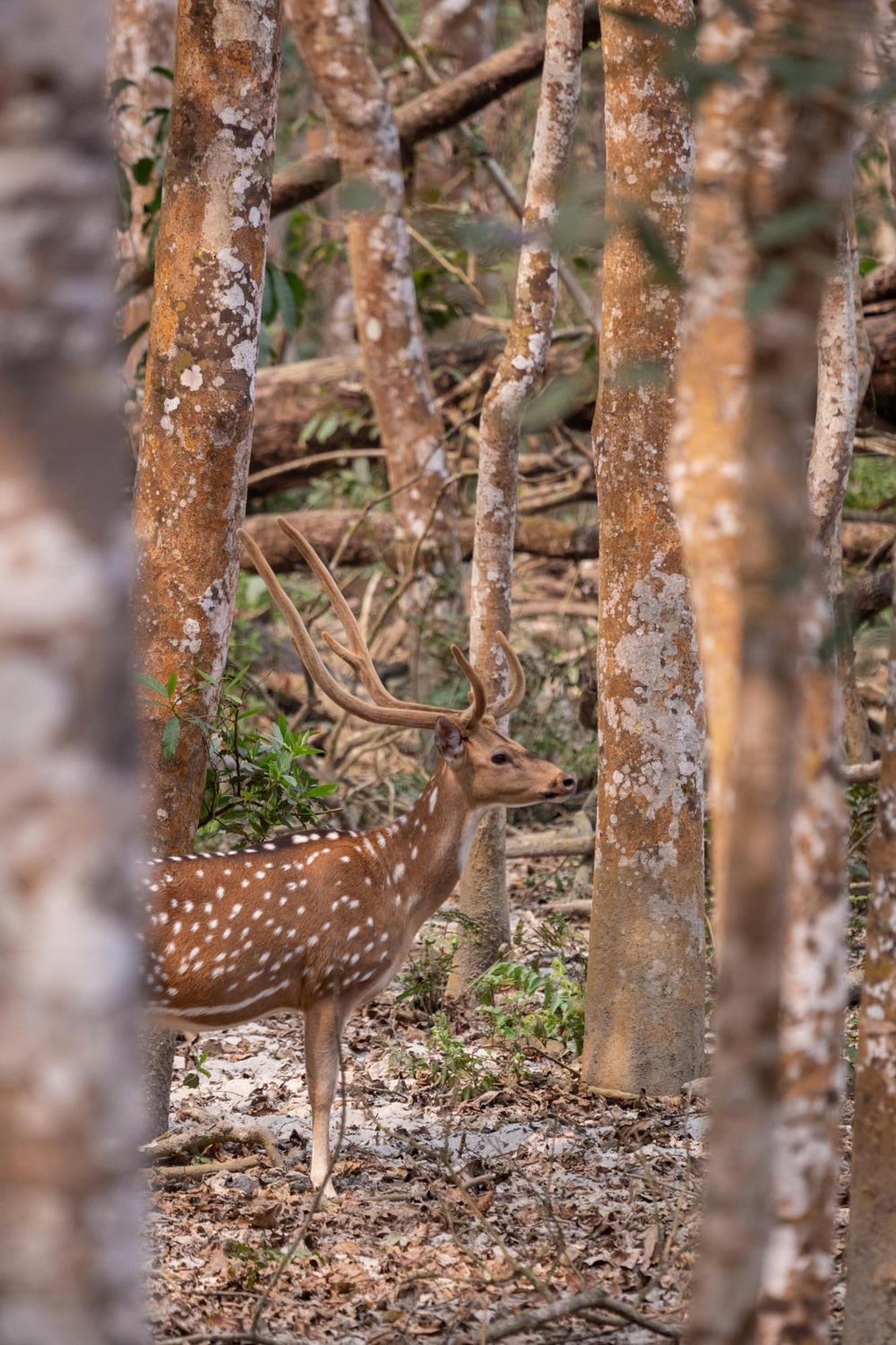 Sanctuary Chitwan National Park Εξωτερικό φωτογραφία