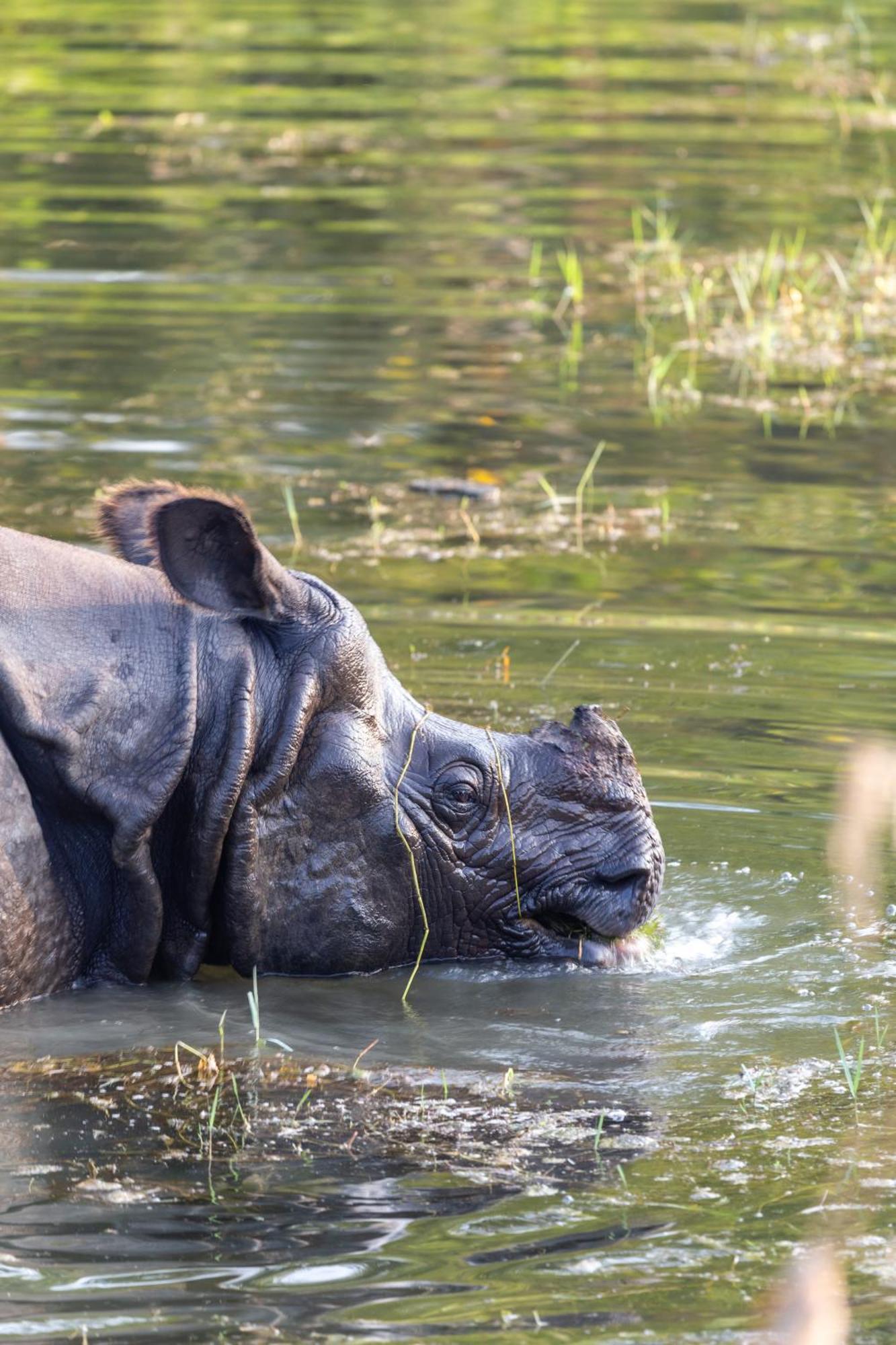 Sanctuary Chitwan National Park Ξενοδοχείο Εξωτερικό φωτογραφία