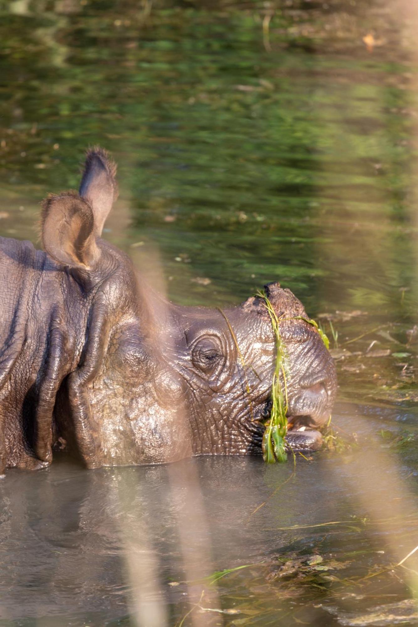 Sanctuary Chitwan National Park Εξωτερικό φωτογραφία