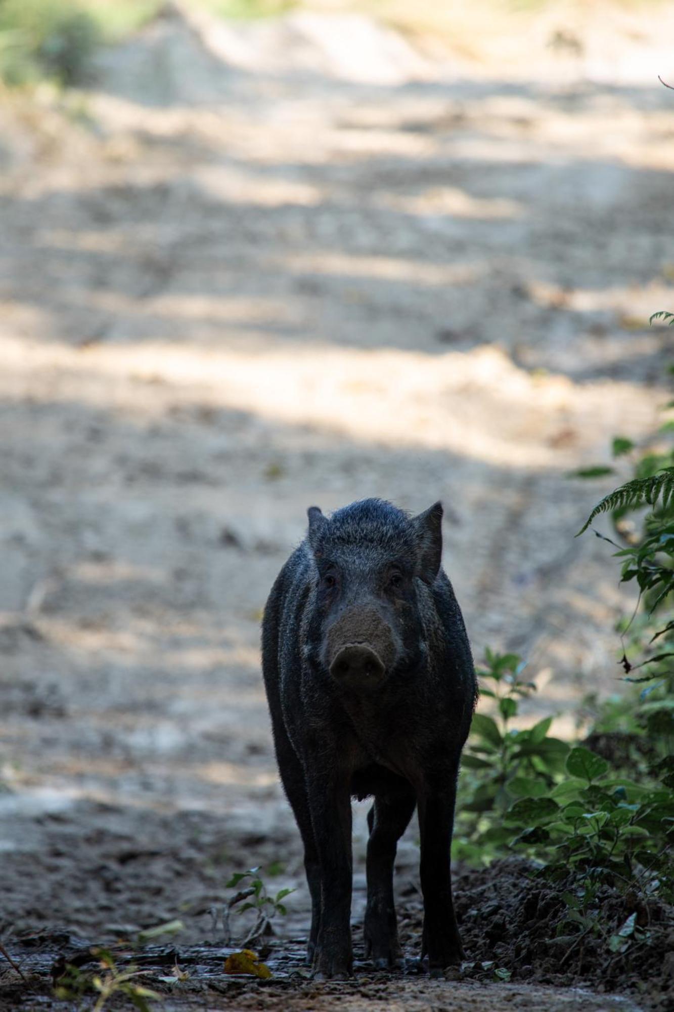 Sanctuary Chitwan National Park Ξενοδοχείο Εξωτερικό φωτογραφία