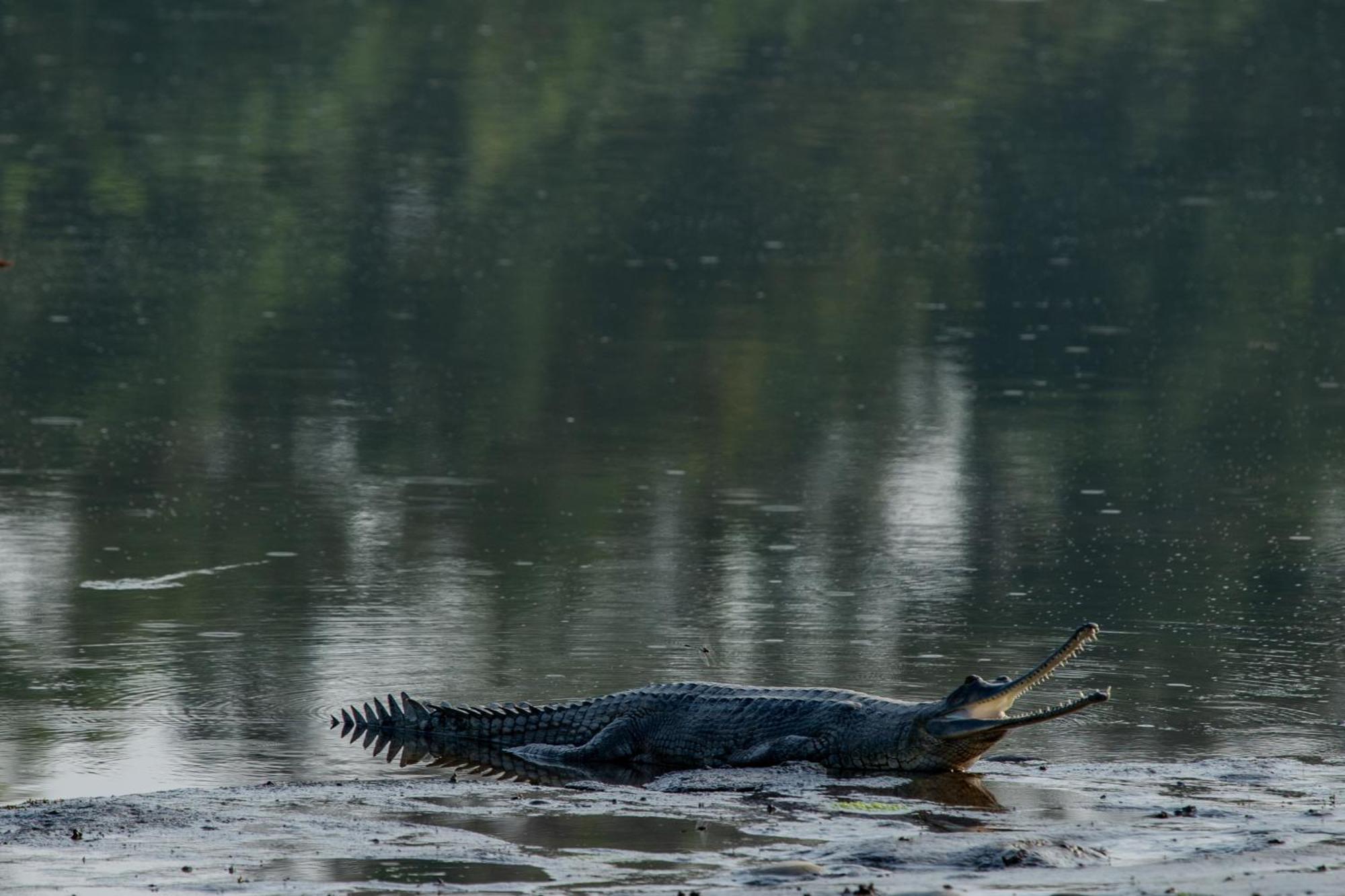 Sanctuary Chitwan National Park Εξωτερικό φωτογραφία