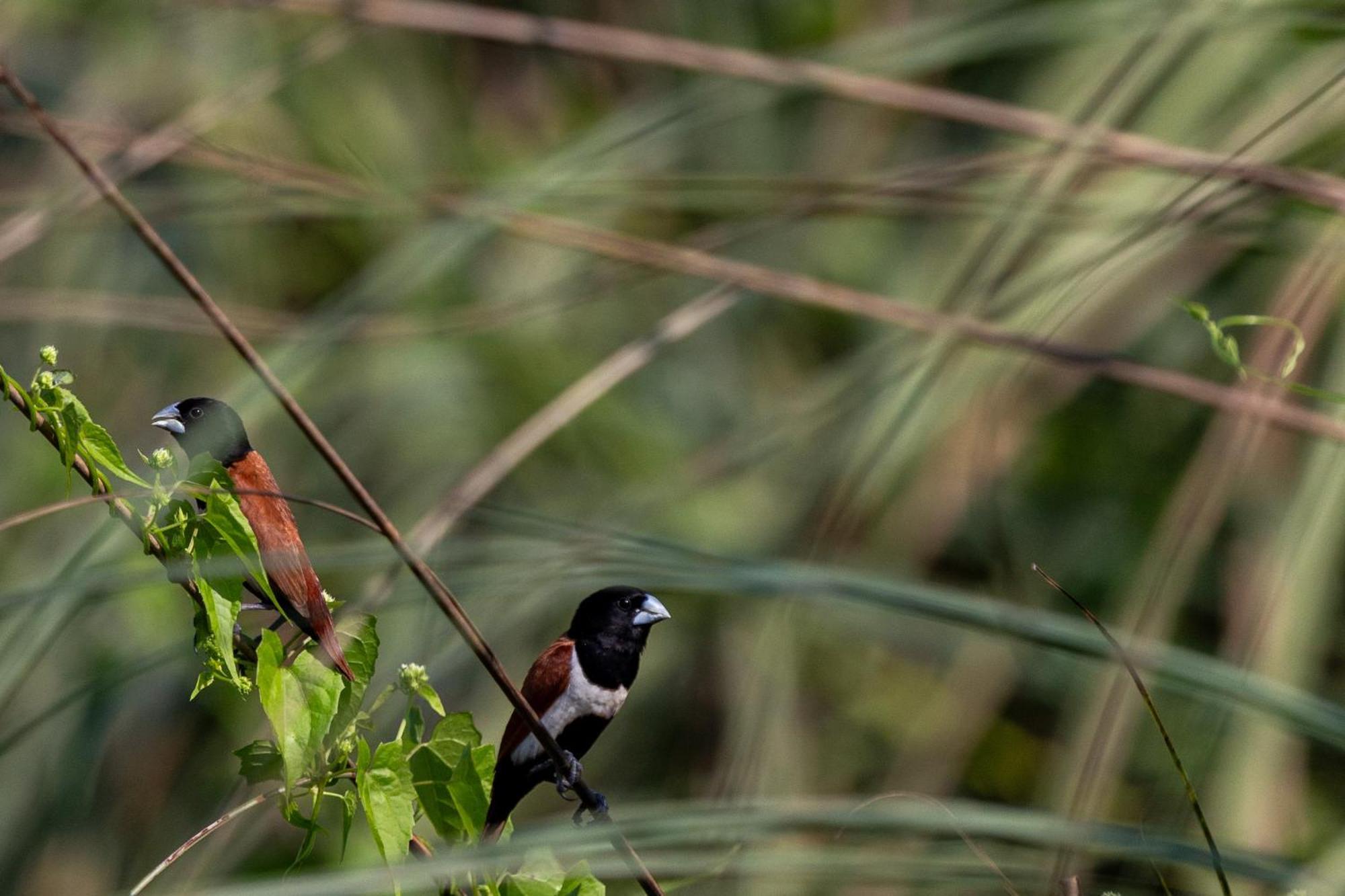 Sanctuary Chitwan National Park Εξωτερικό φωτογραφία