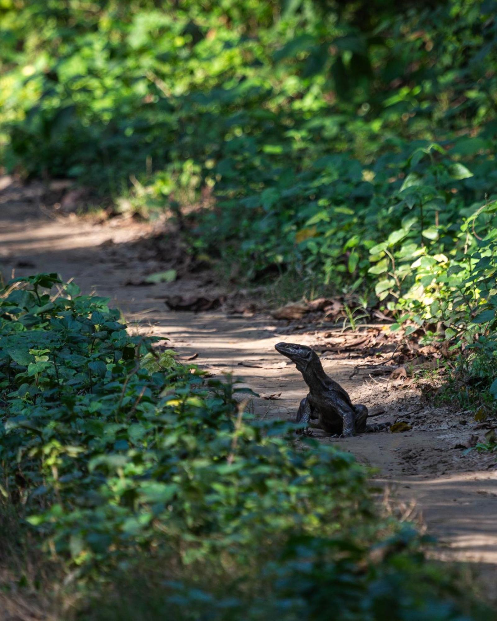 Sanctuary Chitwan National Park Εξωτερικό φωτογραφία