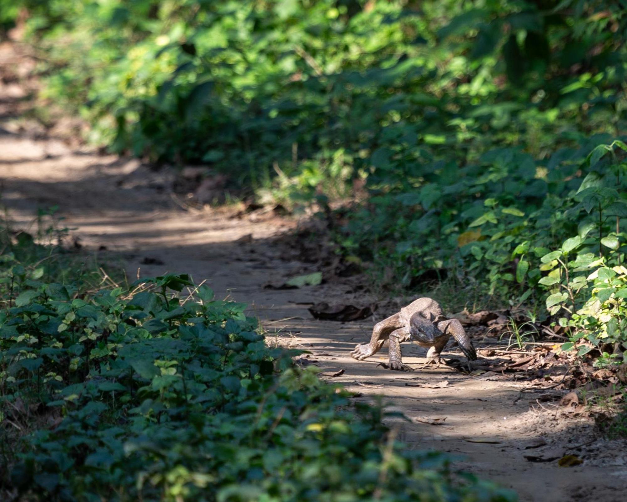Sanctuary Chitwan National Park Εξωτερικό φωτογραφία